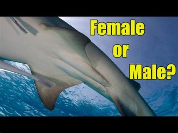 Are Female Sharks The More Aggressive Sex?