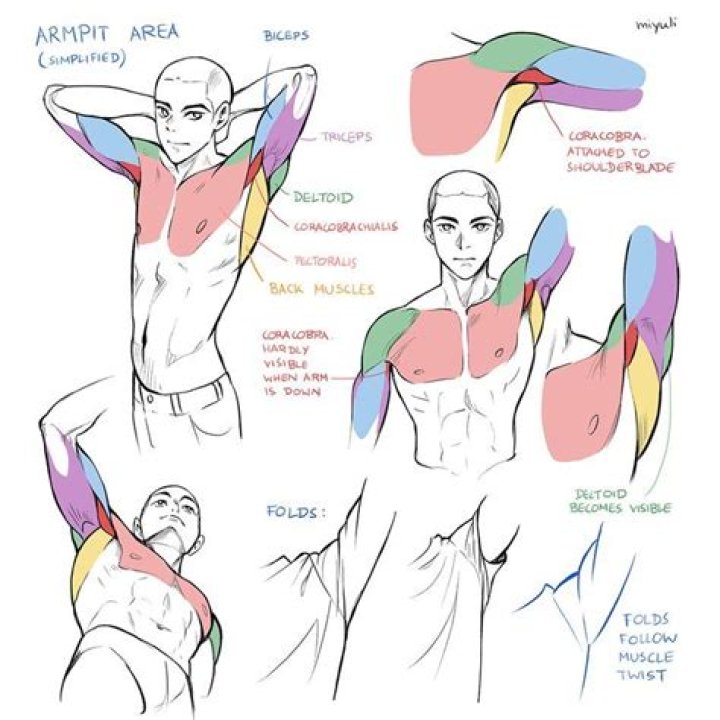 Armpit Anatomy Drawing: A Comprehensive Guide For Artists And Anatomists