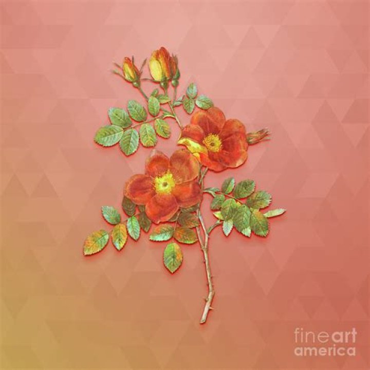 The Epitome Of Briar Pipes: Austrian Briarwood Excellence