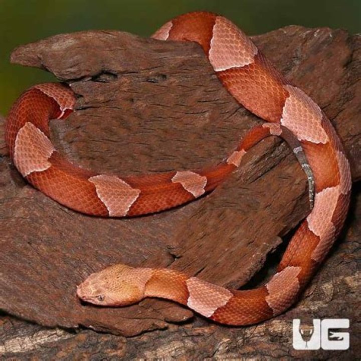 Stunning Banded Copperhead: A Guide To Its Beauty And Mystery