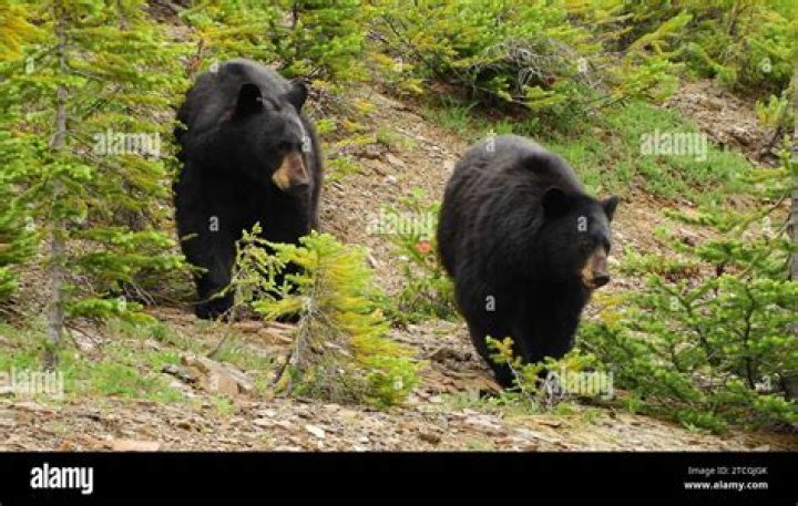 Meet Banff's Black Bears: A Wildlife Adventure In The Rockies