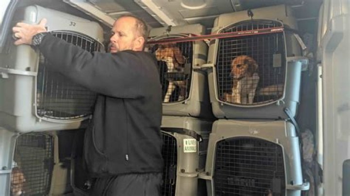 Find Your Furry Friend: Beagle Rescue In Wyoming