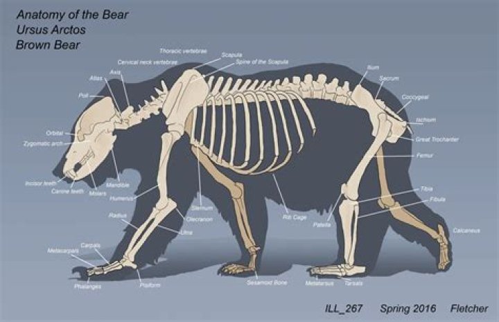 The Intriguing Anatomy Of A Bear's Foot: A Skeletel Exploration