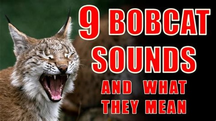Uncover The Astonishing Significance Of Bobcat Screams