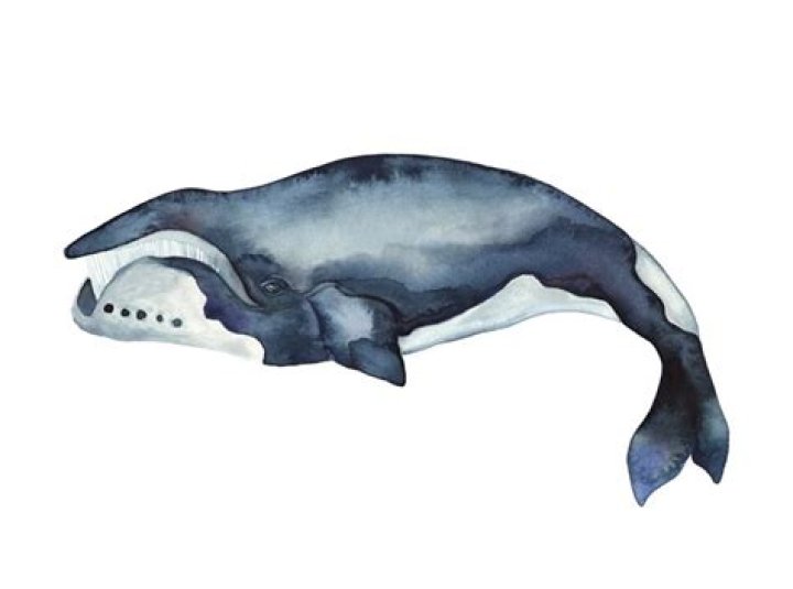 Bowhead Whales: A Comprehensive Guide To Artistic Depictions