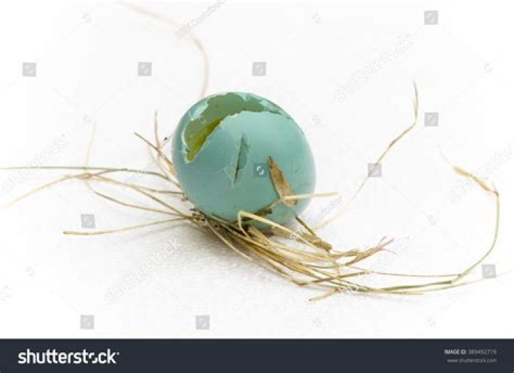 The Ultimate Guide To Identifying And Repairing A Blue Broken Egg