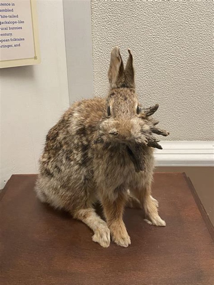 Sidney Ohio Bunny Adoptions: Find Your Furry Friend Today!