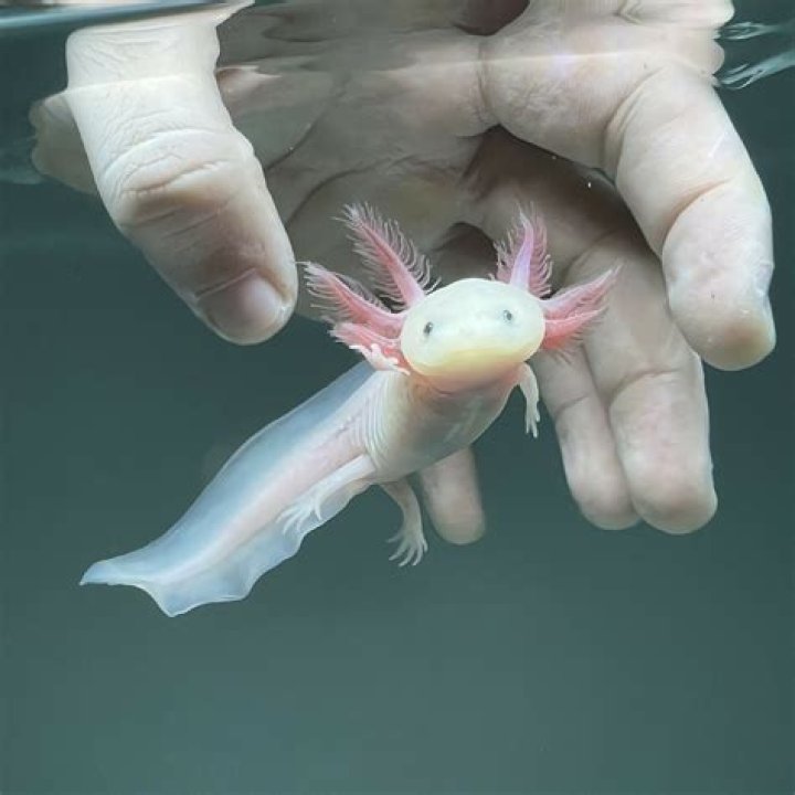 Where To Find The Best Axolotls For Sale