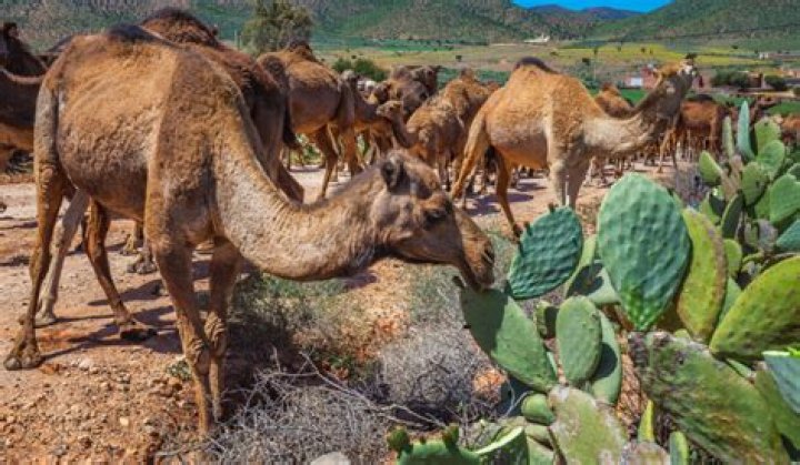 Discover The Hidden World Of Camels And Cacti: Unlocking Desert Secrets
