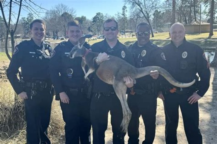 Can I Own A Kangaroo In Texas?