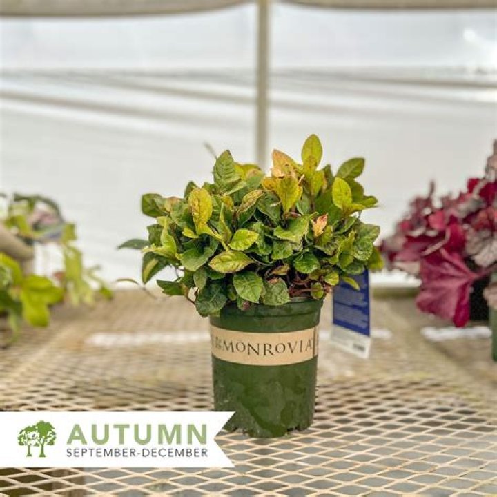 Discover The Marvelous Chirimen Marlberry: A Culinary Delight