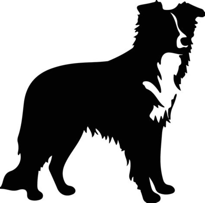 The Ultimate Guide To Collie Silhouettes: Essential Guide For Pet Lovers And Designers