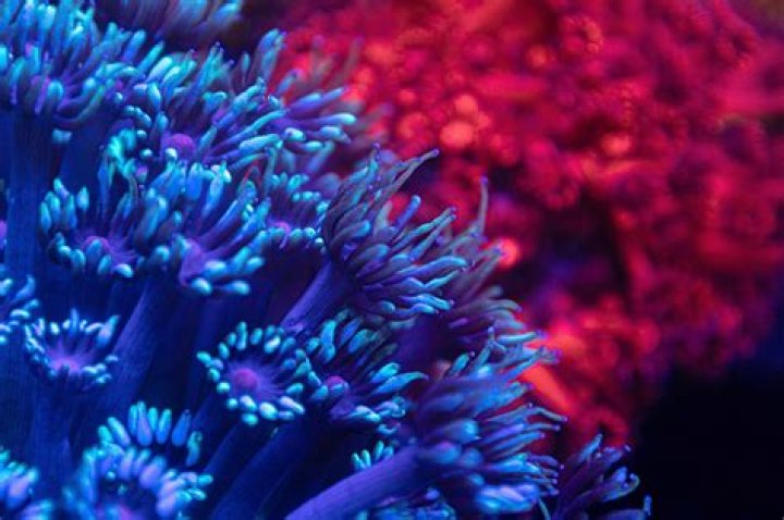 Discover The World's Coolest Corals: A Guide To The Most Amazing Underwater Wonders