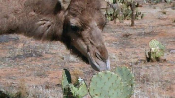 Do Camels Feast On Cactus?