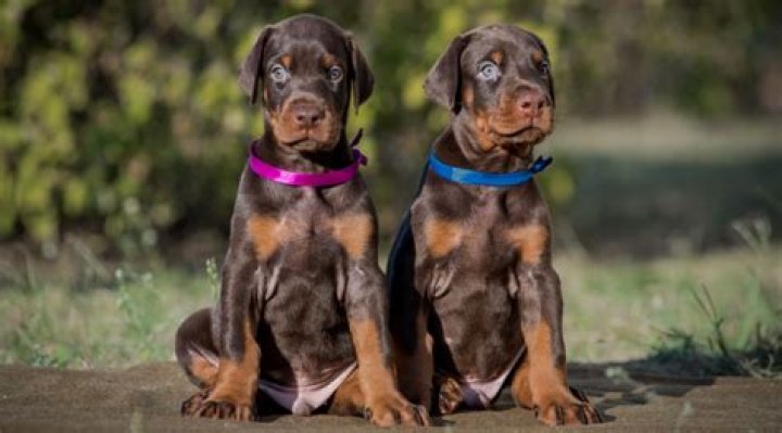 Discover The Incredible Growth Of Dobermans: A Visual Journey