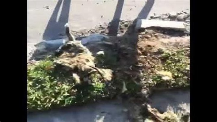 The Dangers Of Roadkill: Why Your Dog Should Never Eat It