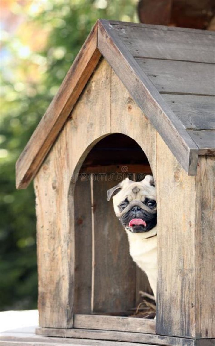 Hilarious Dog House Ideas To Make Your Furry Friend Laugh