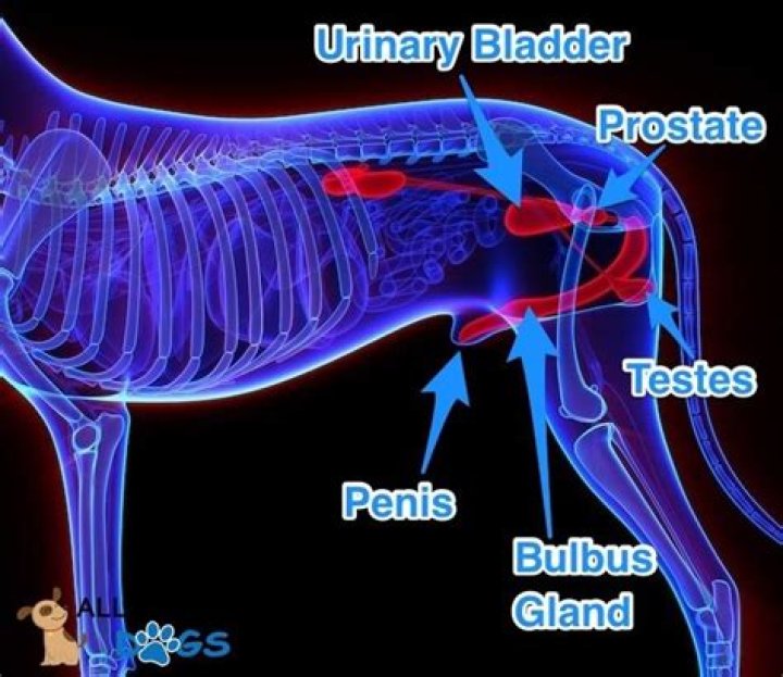 Discover The Intricacies Of Canine Joint Anatomy