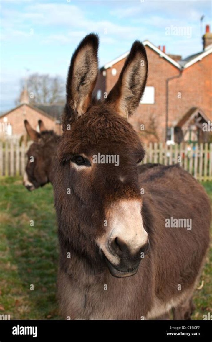 Ultimate Guide: Understanding The Prolific Donkey's Head