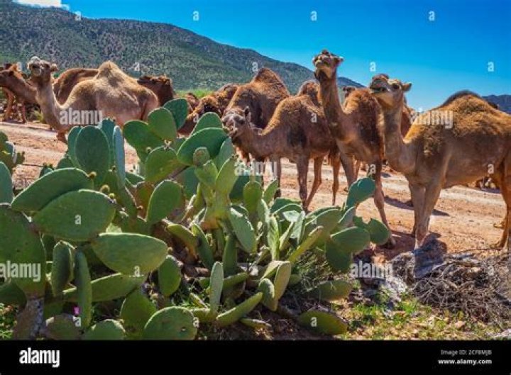 Unveil The Secrets Of Desert Oases: Cacti And Camels