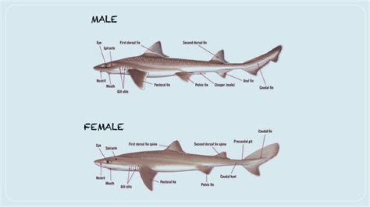 Unveiling The Secrets Of Female And Male Sharks: Discoveries And Insights