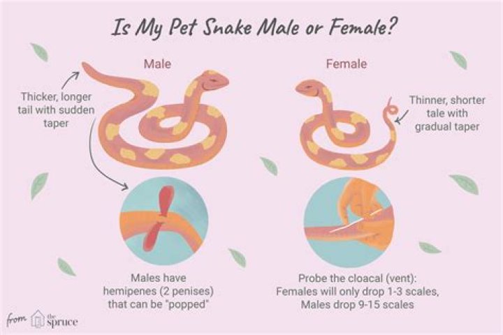 The Ultimate Guide To Female Snake Popping: A Detailed Explanation