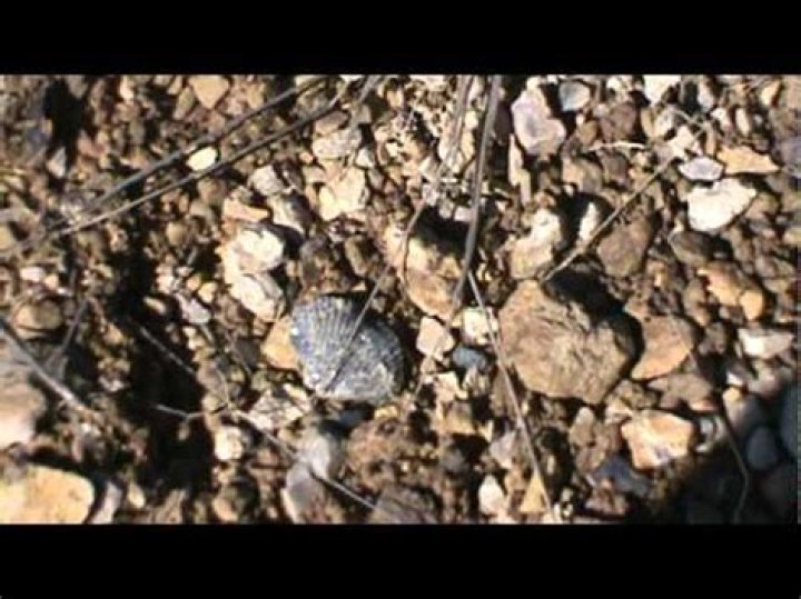 Uncover Ancient Treasures: Fossil Hunting Adventures In Alabama