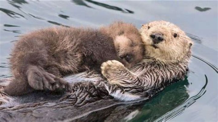 Undiscovered Secrets Of Fuzzy Otters: A Captivating Guide