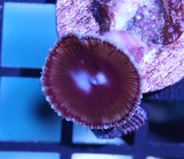 The Comprehensive Guide To Giant Palythoa: A Marine Marvel