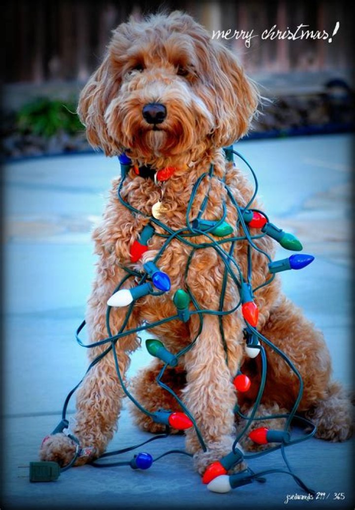 Adorable Goldendoodle Christmas Photos: Capture The Holiday Spirit
