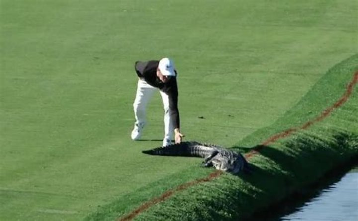 Outrageous! Golfer Defends Himself By Slapping A Gator