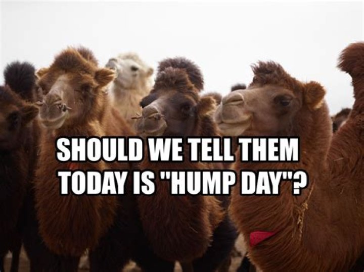 Hilarious Happy Hump Day Images To Brighten Your Day