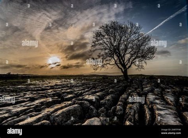 The Ultimate Guide To Henry Buster Lone Tree