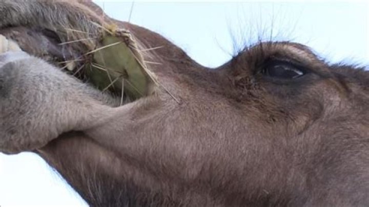 How Camels Defy Nature's Thorns To Feast On Cacti