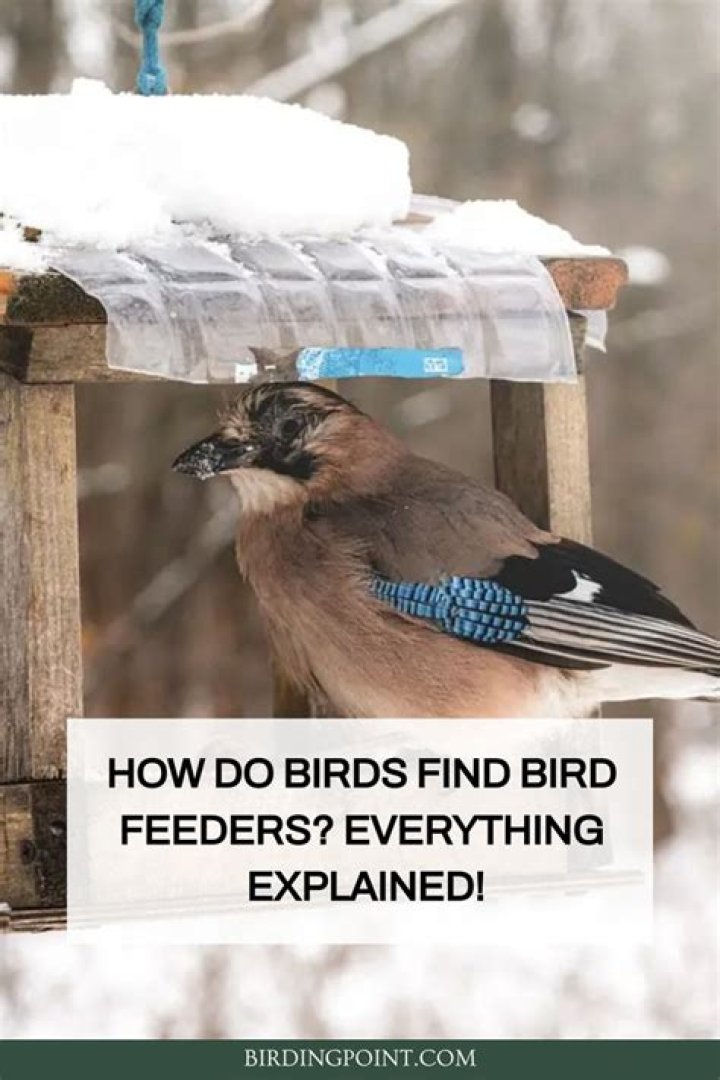 Discover The Amazing Ways Birds Navigate To Bird Feeders