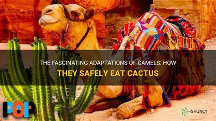 Camels' Ingenious Way Of Consuming Cacti