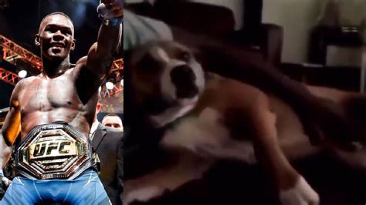 Unraveling The Impact Of Israel Adesanya's Canine Companion