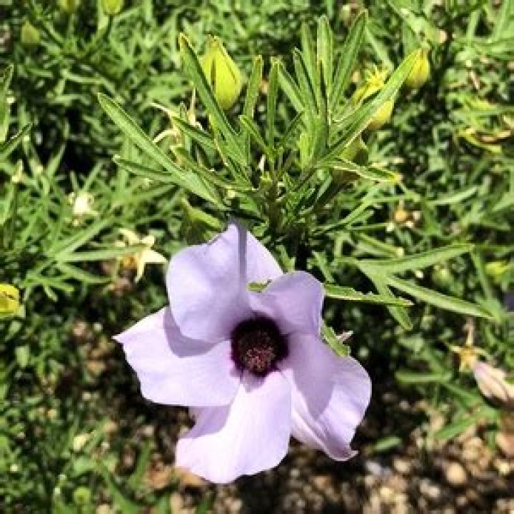 Discover The Enchanting World Of Lady Barbara Rose: The Rose Connoisseur