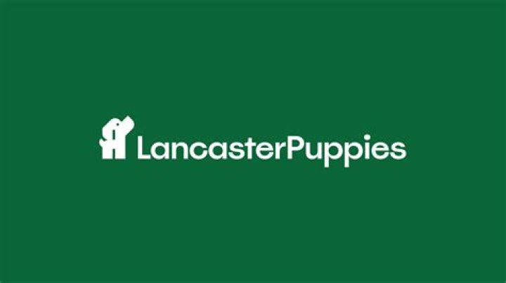 Unleash The Secrets Of Lancaster Puppies: Discover Their Enchanting World