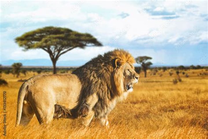 The Ultimate Guide To Lion De Profil: A Comprehensive Overview