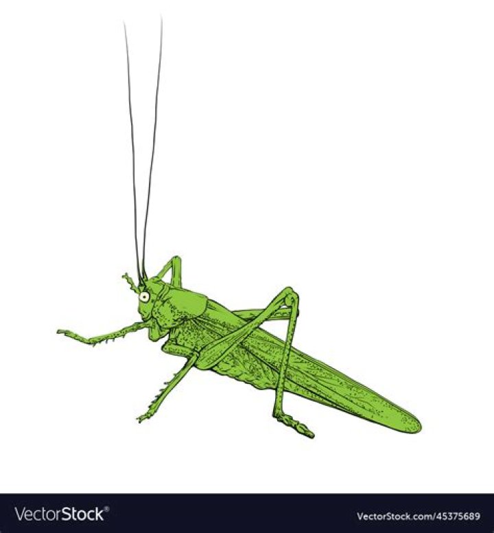 Quick And Easy Locusts Drawing Guide For Beginners