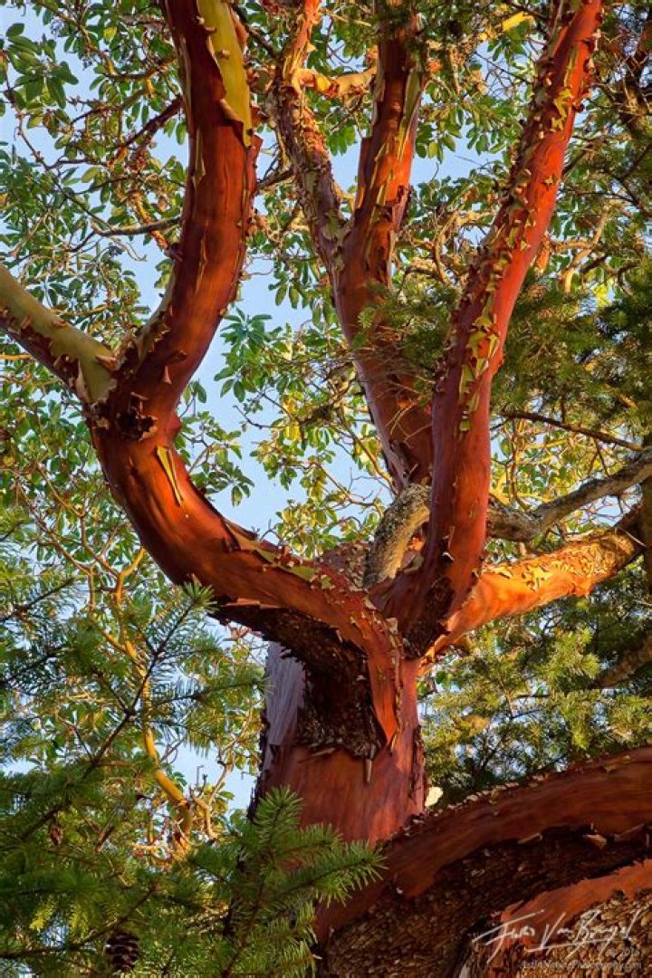 Browse Stunning Madrone Tree Pictures - Complete Gallery
