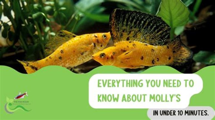 Complete Guide To Molly Nobbiy: Understanding The Basics