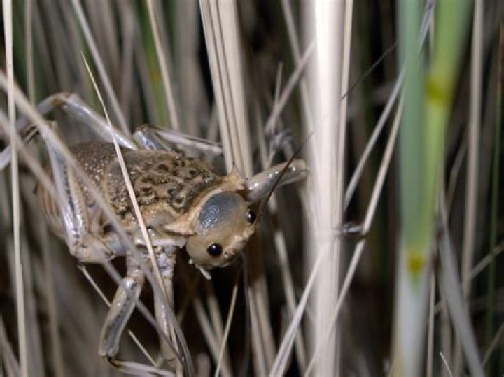 The Ultimate Guide To Nara Cricket: Unveiling The Sport's History And Legacy