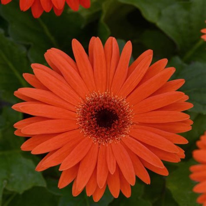 Orange Gerbera Flowers: Your Ultimate Guide To Vibrant Bloom