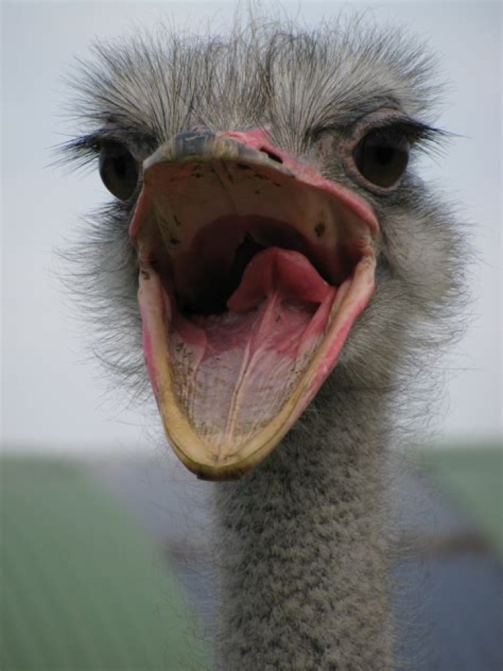 5 Fascinating Facts About Ostriches With Their Mouths Wide Open