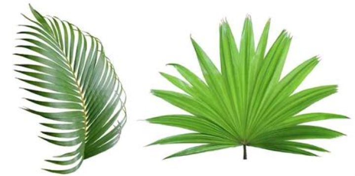 How To Use Palm Frond Leaves In Your Landscaping