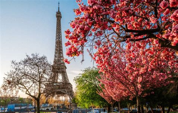 The Ultimate Guide To Paris Cherry Blossoms In Bloom