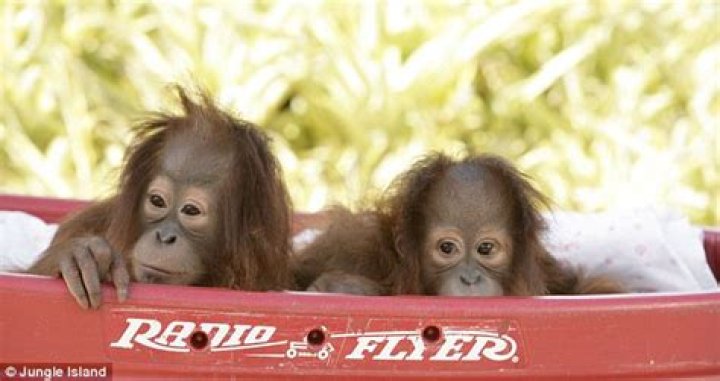 Unveiling The Marvelous Peanut Orangutan: A Comprehensive Guide