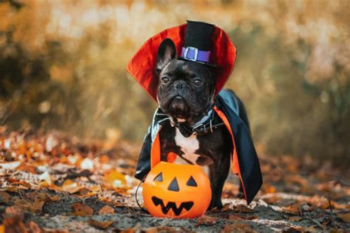 Adorable Pet Halloween Images To Spook Up Your Holiday